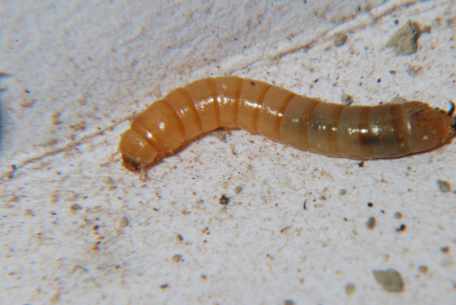 Larva di tenebrionide